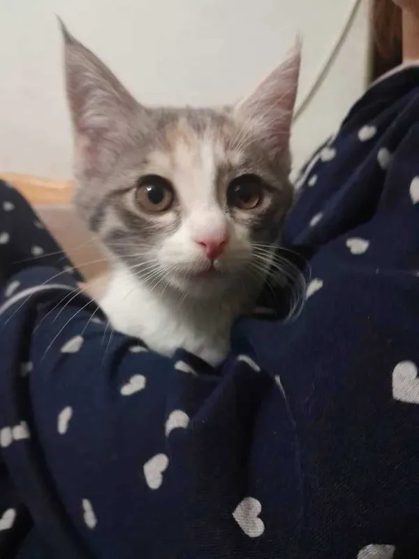 Бесплатно котята — фото 1