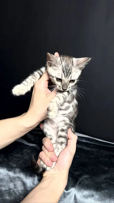 Клубные бенгалы серебро 3 Клубные бенгалы серебро 3