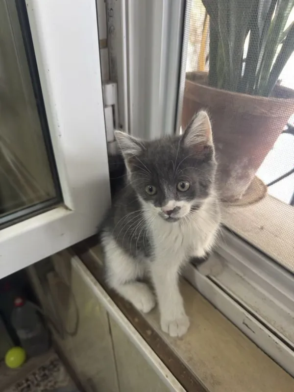 Отдам котенка мальчик 3 Отдам котенка мальчик 3