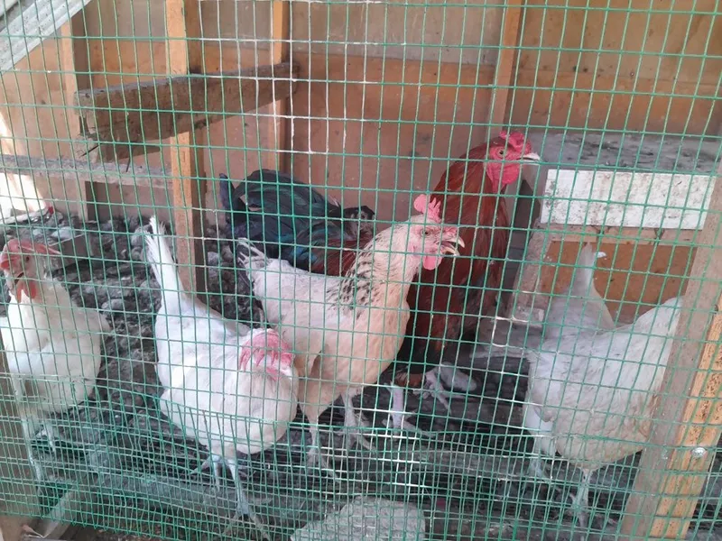 Xonaki tovuq 5 dona donasini 80000 dan beramiz — фото 2