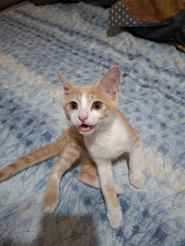 Котёнок в хорошие руки. 1
