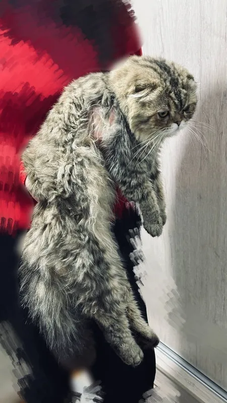 Кот скоттиш фолд