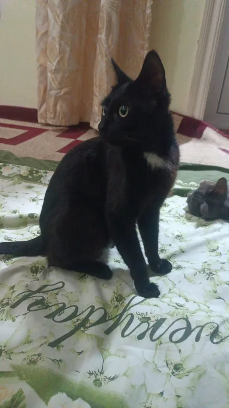 Uy mushugi siysmka qoni bo