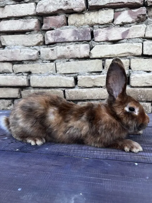 Кролик 5 Кролик 5