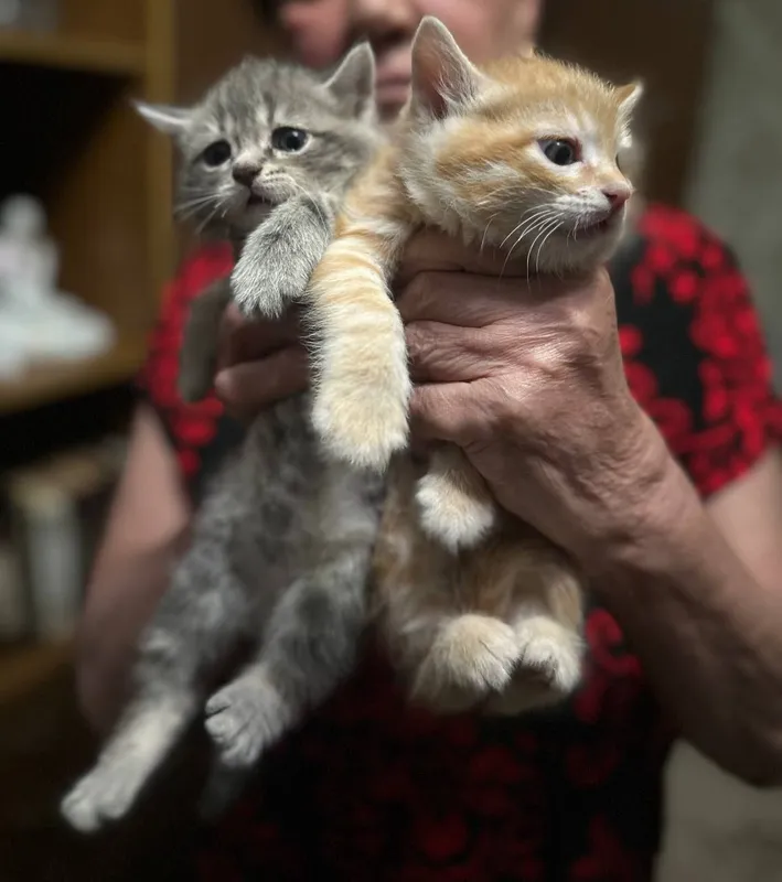 Домашние котята от сиамской кошечки .Ждут добрых хозяев. — фото 1