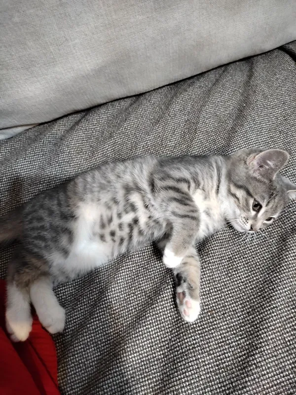 Котенок в добрые руки