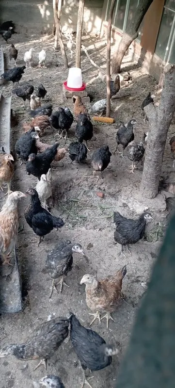 Продаются цыплята разной породы