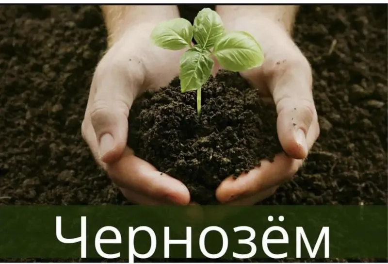 биогомус чернозем сотамиз оптом нарда!!! 1 биогомус чернозем сотамиз оптом нарда!!! 1
