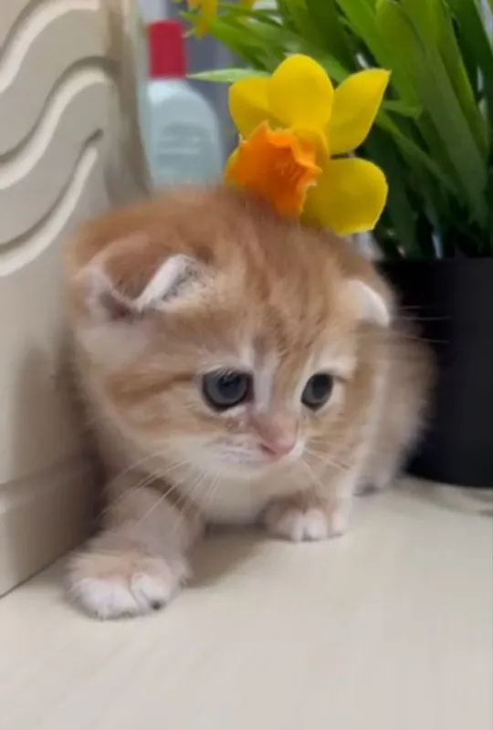 Котенок Девочка Золотой мрамор Скоттиш Фолд 1
