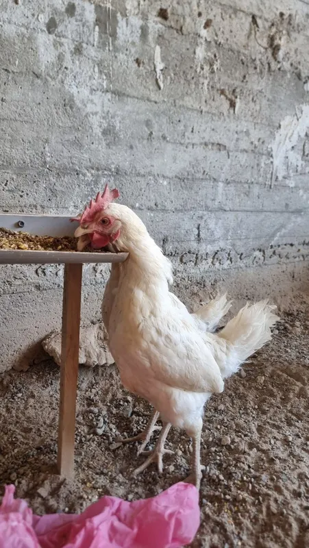 Tovuq xorozlar jaydari oq tovuq — фото 1