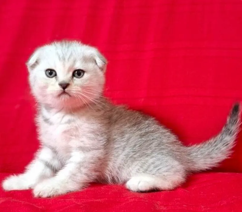 Срочно шотландские котята! — фото 1