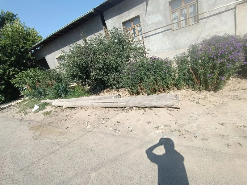 Tosin terek baqvat 2
