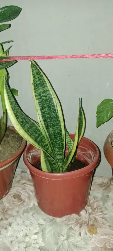 Xonaki gullar hamasi 250.mingdan 3