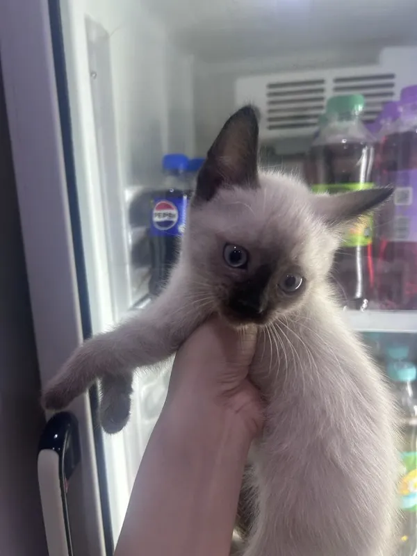 продаются сиамские котята, сиамский мушуклар сотилади. — фото 1