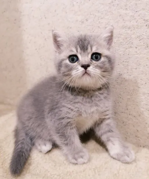 Продается котенок 3 месячный Шотландский Прямоухий