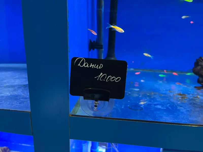 Рыбки Danio Glofish 3 Рыбки Danio Glofish 3