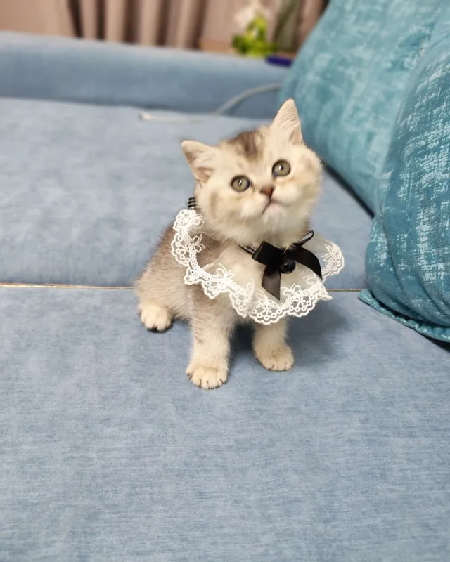 мальчишка серебристая шиншилла — фото 4