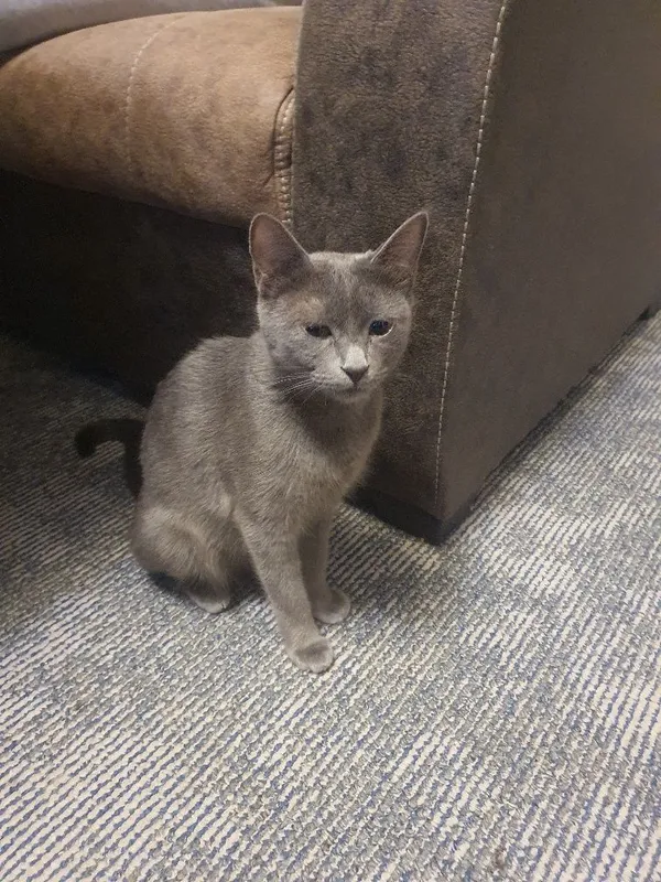 шотланские котята 3 шотланские котята 3