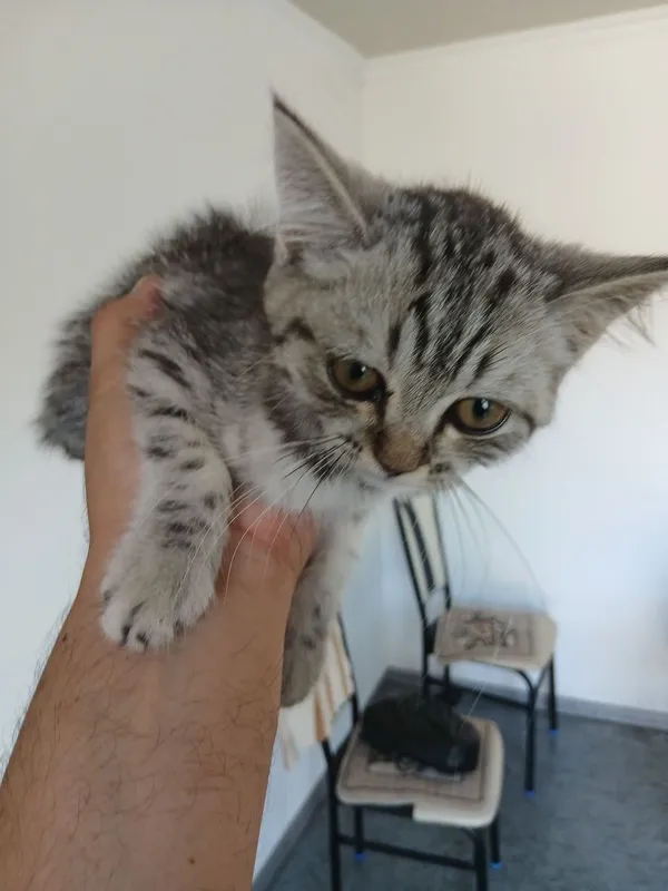 Продаю британского кота 1 Продаю британского кота 1