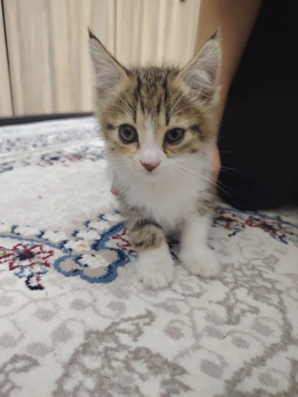 Даром отдам в хорошие руки котёнка