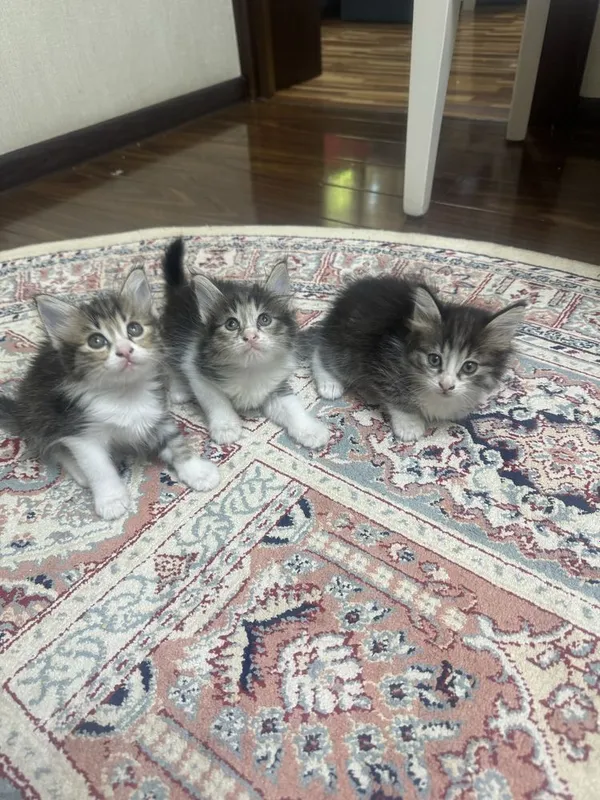 Котята 1,5 месяца бесплатно 1