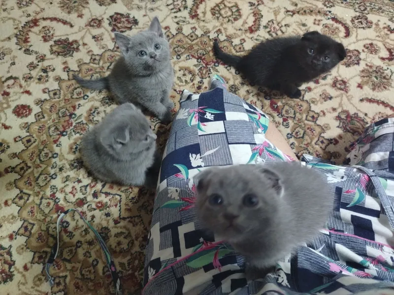 Продаётся кошка, шотландский вислоухий