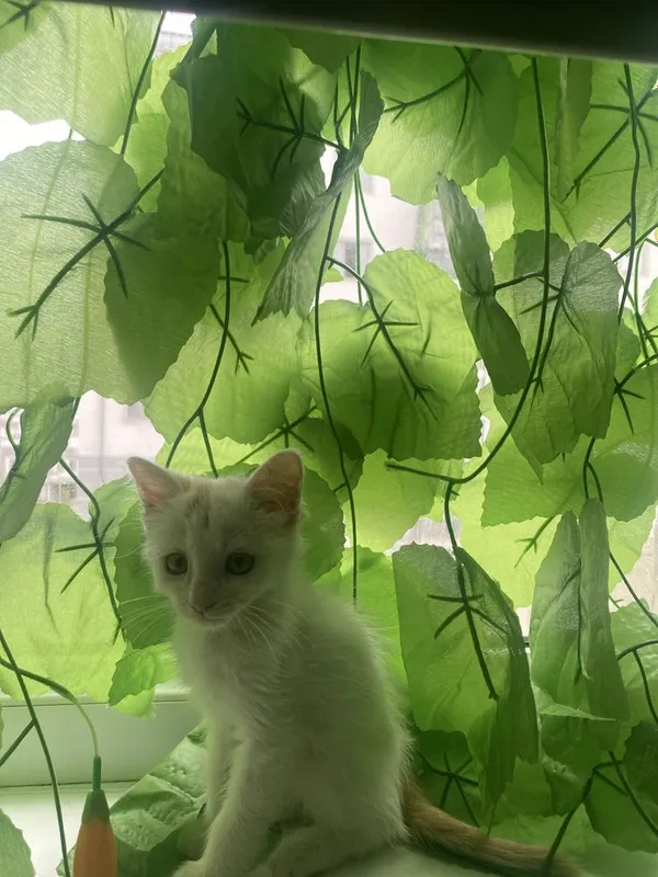Кошки месни имй митвой — фото 2