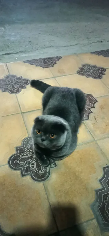 британская кошка — фото 1