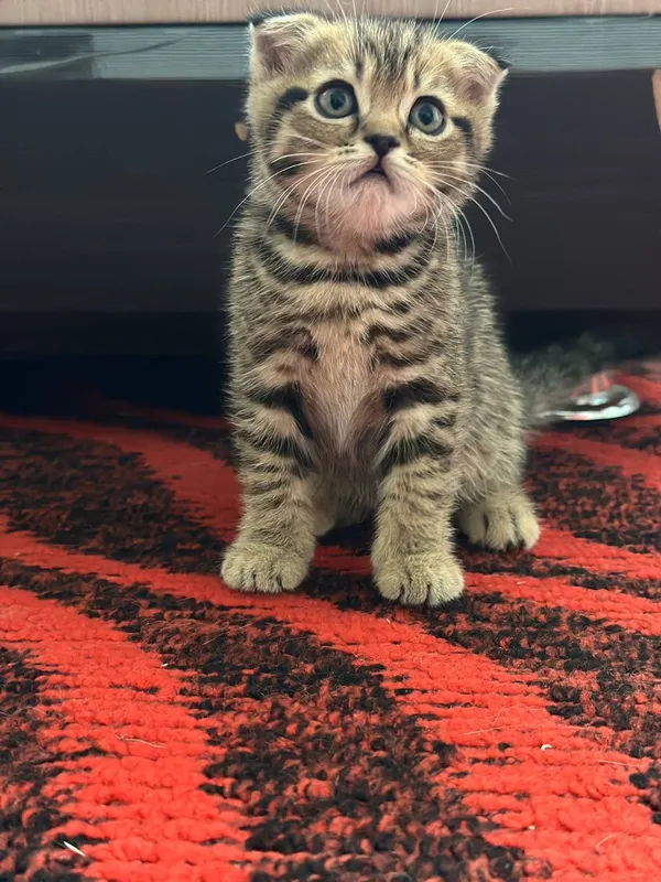 Котенок скотиш фолд 2 Котенок скотиш фолд 2