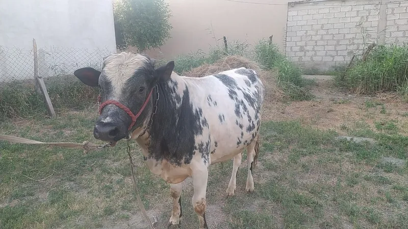 Buqa sotiladi yosh 1