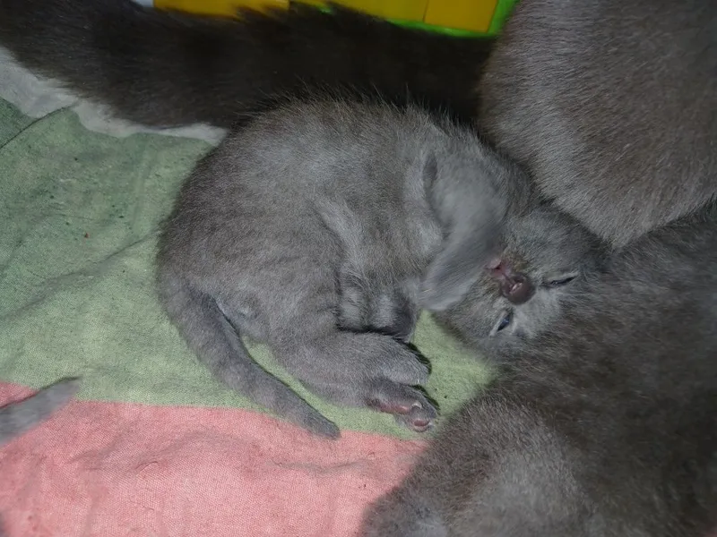 Срочно котята ищут новый дом