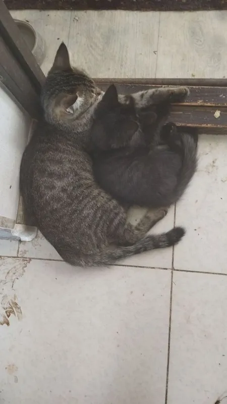 Котенок мальчик в добрые руки 2 Котенок мальчик в добрые руки 2