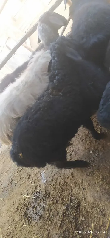 3 oylik shirboz erkak barra jivoy ves 35 kg — фото 1