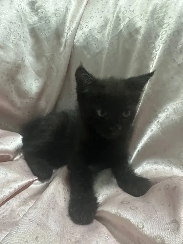 отдадим котят бесплатно! — фото 2