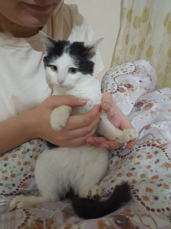 Отдаём даром в хорошие и добрые руки котята очень послушный — фото 2