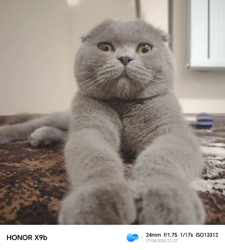 Scottish Fold Britanskiy — фото 2