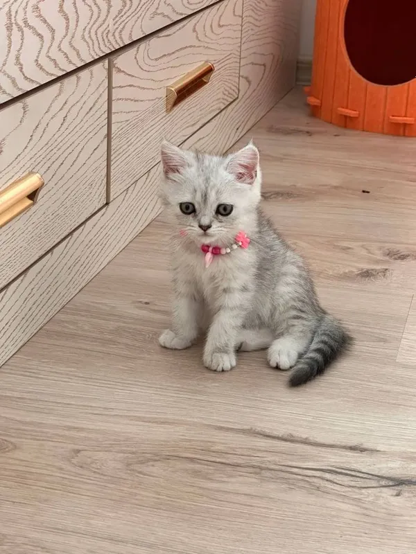 Продается котята породы шиншила 1
