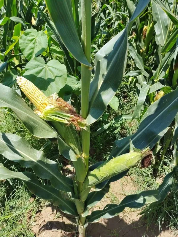 Silos uchun makkajo'xori sotiladi 2 Silos uchun makkajo'xori sotiladi 2