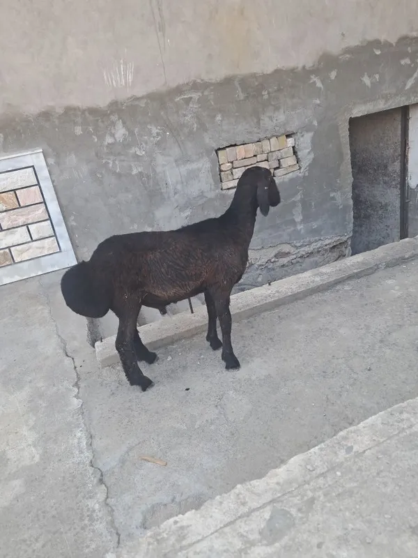 Qochqor va urgochi qoy