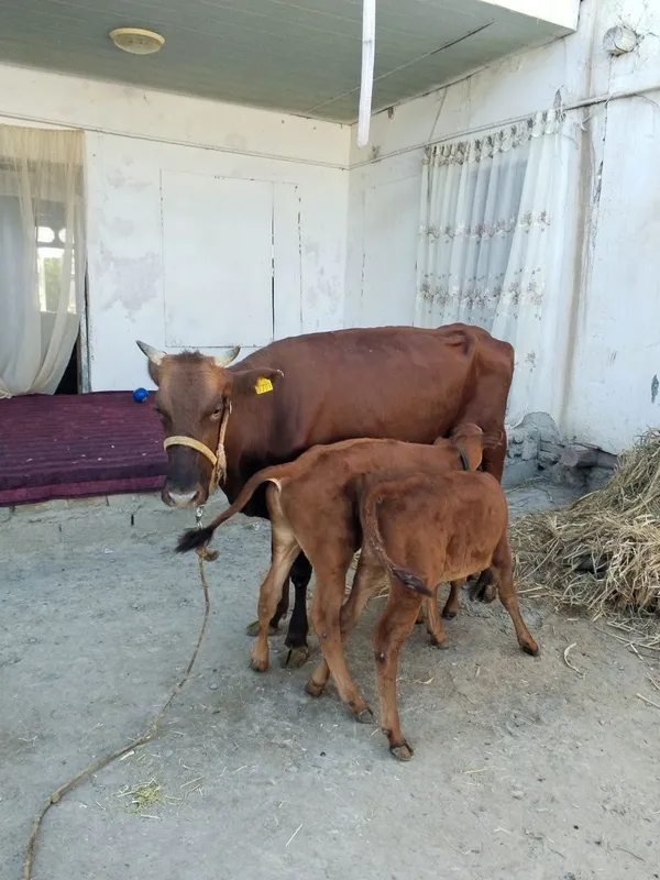 Mol sotiladi. Tez va arzon narxda 3 Mol sotiladi. Tez va arzon narxda 3