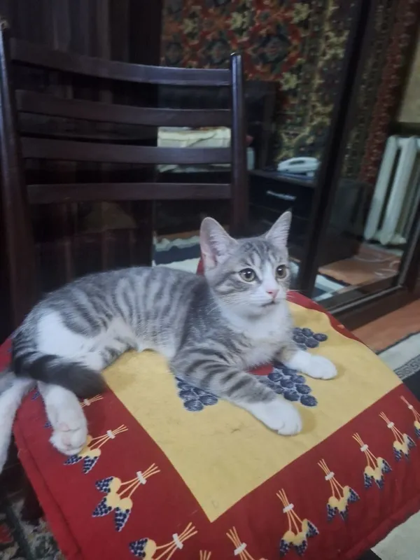 Отдам котят в хорошие руки 2 Отдам котят в хорошие руки 2