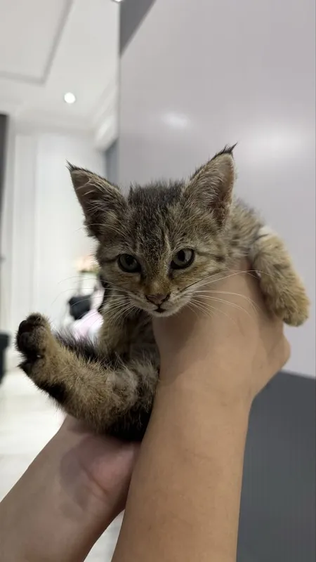 Ищем дом котенку 3 Ищем дом котенку 3