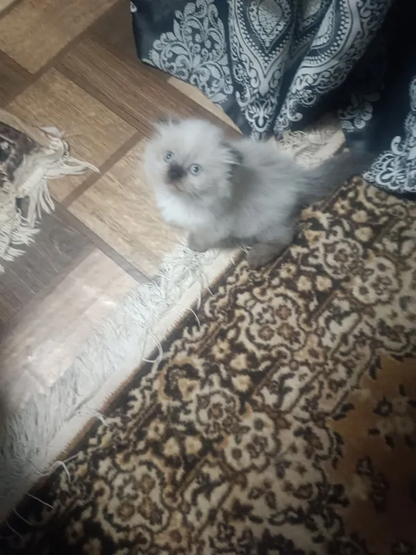 Продам котенка породистые