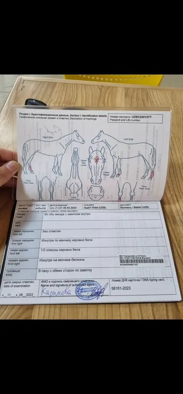 Ot sotiladi Продаётся лошадь — фото 5