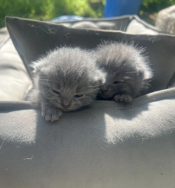 Готовятся котята британские — фото 3