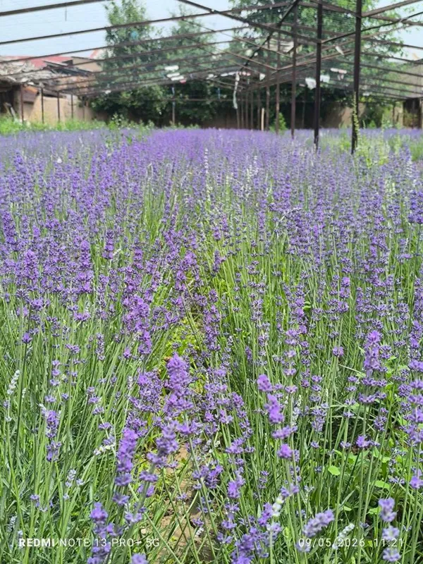 Lavanda gullari . Soniga qarab narxini gaplashamiza.