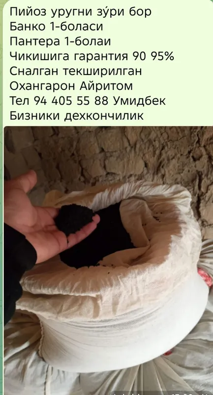 piyoz urugʻ