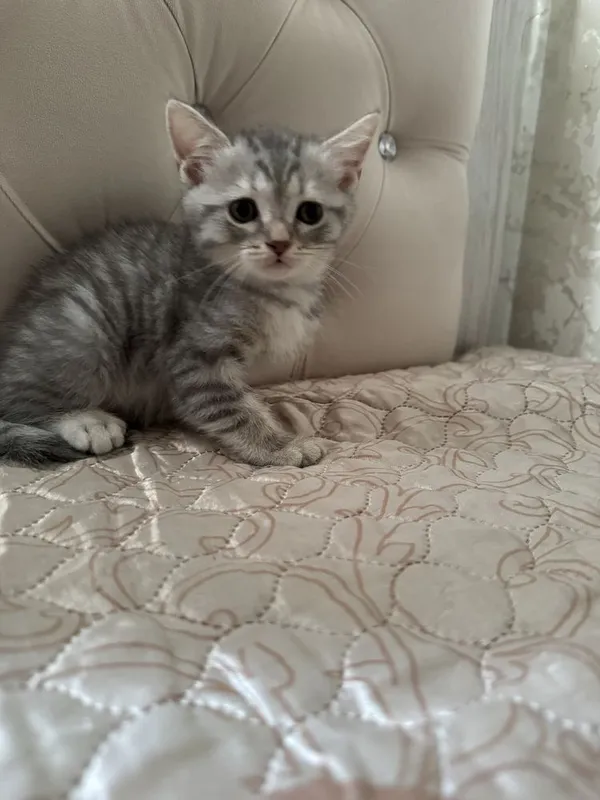 Котенок Шотландский 4 Котенок Шотландский 4