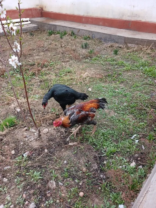 Товук Хороз зотли — фото 4