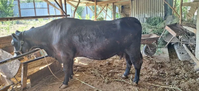 Angus sigirimiz 2 qoringa 2